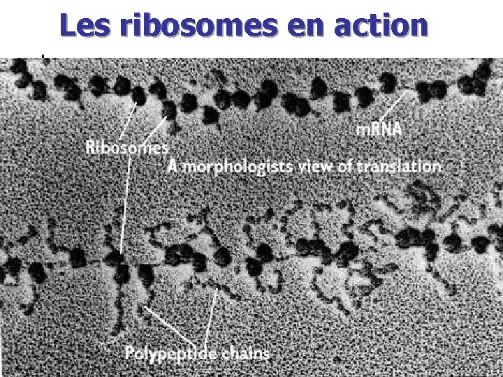 Les ribosomes en action 