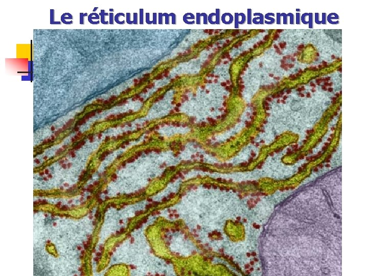 Le réticulum endoplasmique 