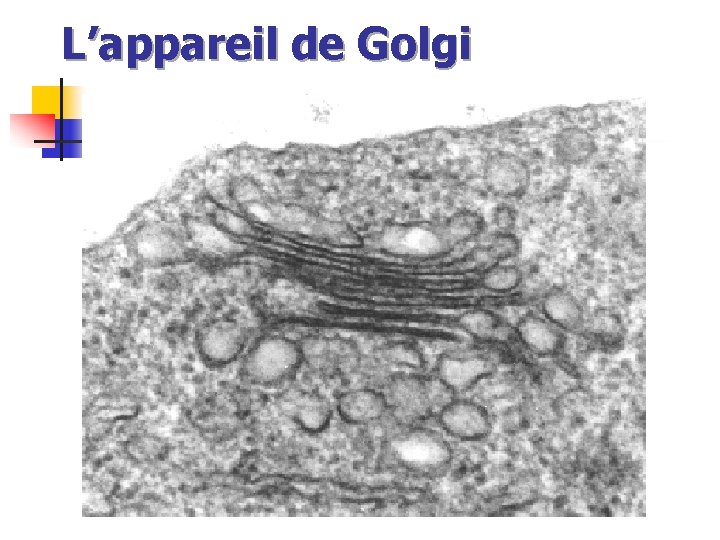 L’appareil de Golgi 