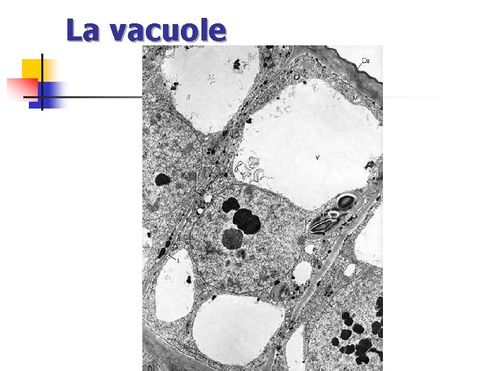 La vacuole 