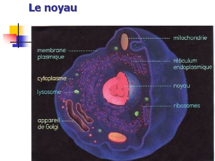 Le noyau 