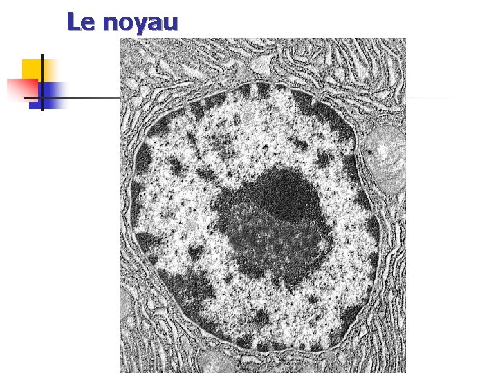Le noyau 