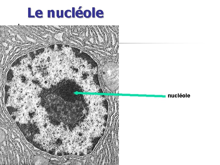 Le nucléole 