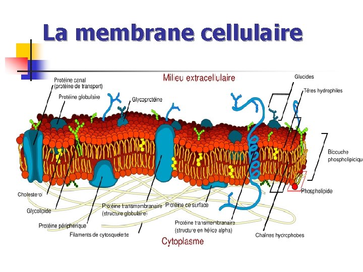 La membrane cellulaire 