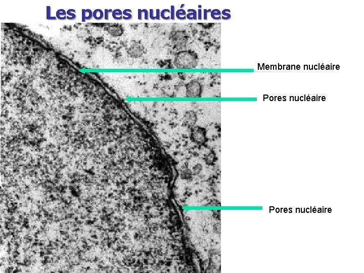 Les pores nucléaires Membrane nucléaire Pores nucléaire 