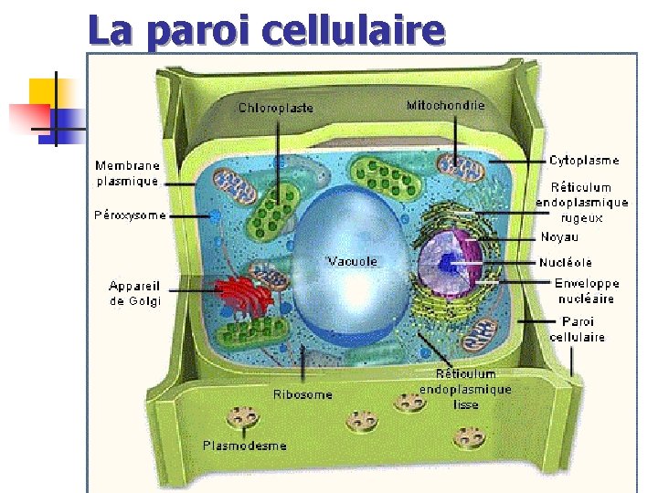 La paroi cellulaire 