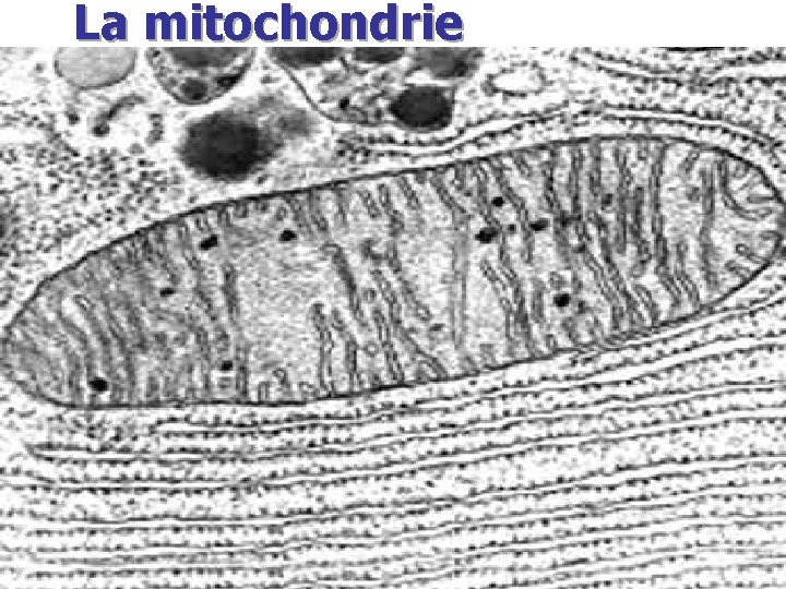 La mitochondrie 