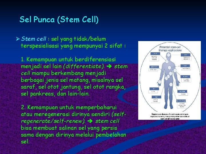 Sel Punca (Stem Cell) Ø Stem cell : sel yang tidak/belum terspesialisasi yang mempunyai