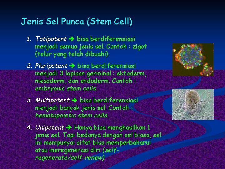 Jenis Sel Punca (Stem Cell) 1. Totipotent bisa berdiferensiasi menjadi semua jenis sel. Contoh