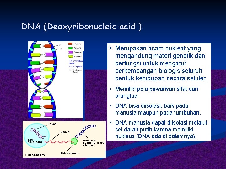 DNA (Deoxyribonucleic acid ) • Merupakan asam nukleat yang mengandung materi genetik dan berfungsi