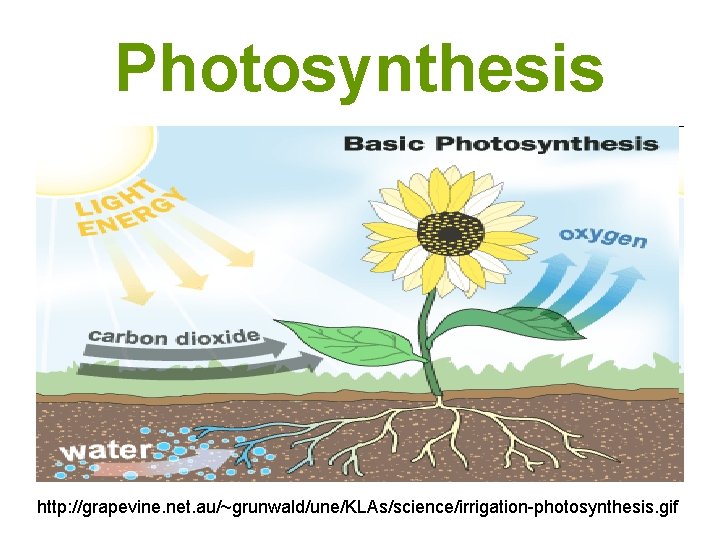 Photosynthesis http: //grapevine. net. au/~grunwald/une/KLAs/science/irrigation-photosynthesis. gif 