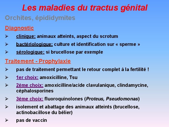Les maladies du tractus génital Orchites, épididymites Diagnostic Ø clinique: animaux atteints, aspect du