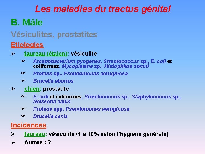 Les maladies du tractus génital B. Mâle Vésiculites, prostatites Etiologies Ø taureau (étalon): vésiculite