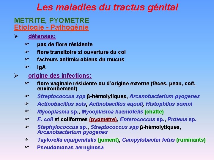 Les maladies du tractus génital METRITE, PYOMETRE Etiologie - Pathogénie Ø défenses: F F