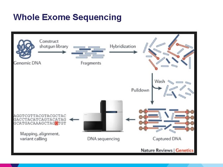 Whole Exome Sequencing 