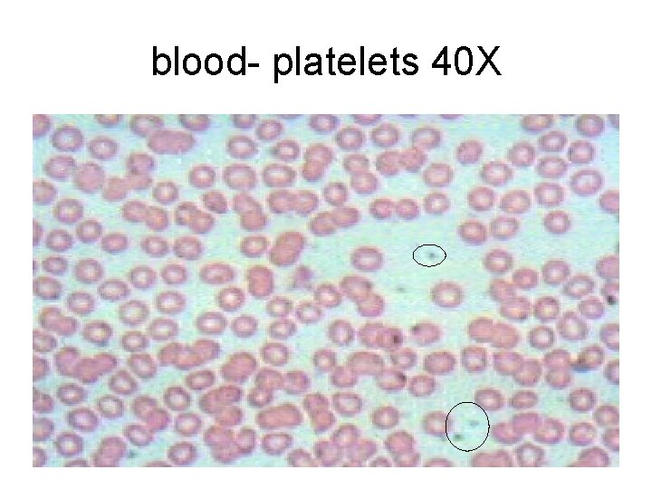 blood- platelets 40 X blood- platelets 40 X