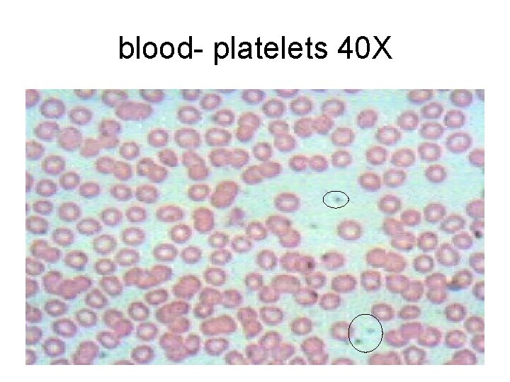 blood- platelets 40 X 