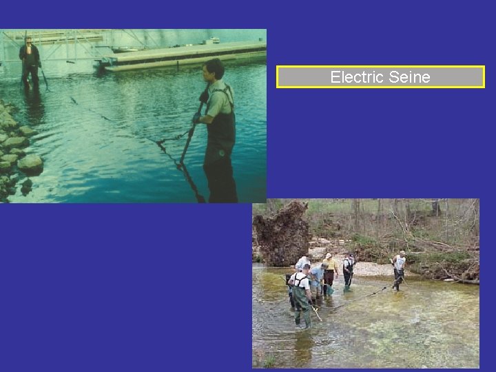 Electric Seine 