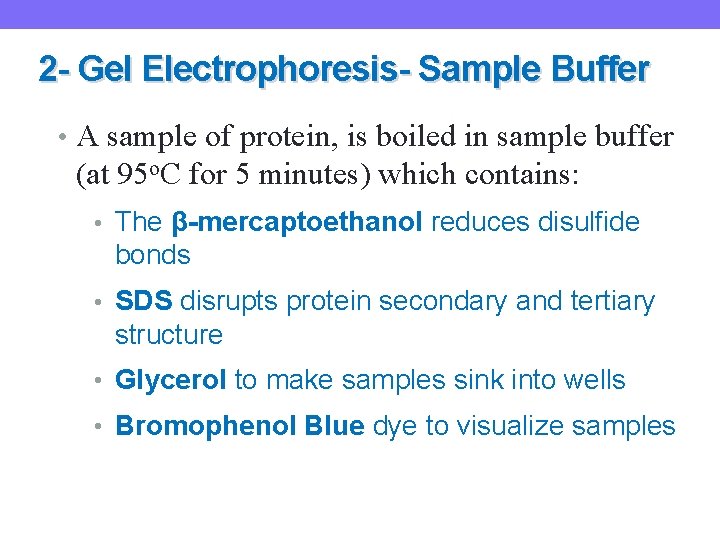 2 - Gel Electrophoresis- Sample Buffer • A sample of protein, is boiled in