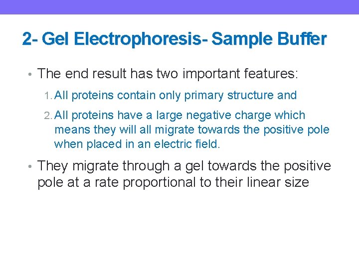 2 - Gel Electrophoresis- Sample Buffer • The end result has two important features: