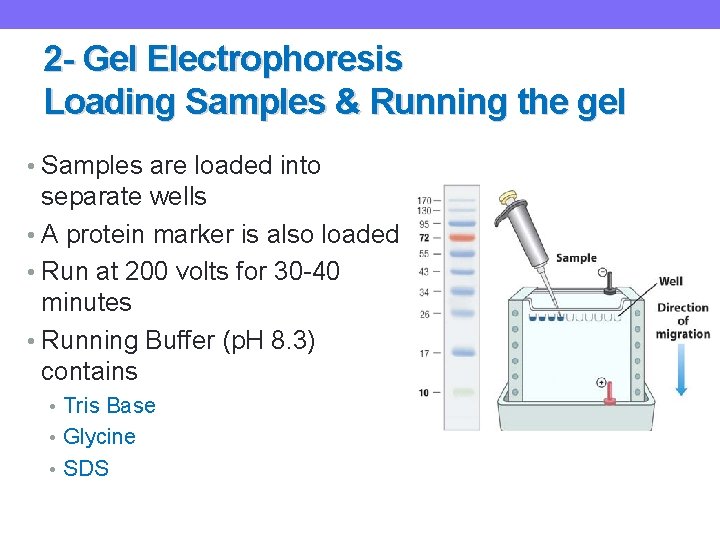 2 - Gel Electrophoresis Loading Samples & Running the gel • Samples are loaded