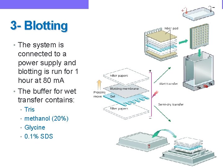 3 - Blotting • The system is connected to a power supply and blotting