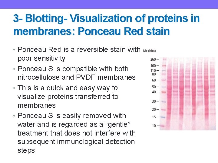 3 - Blotting- Visualization of proteins in membranes: Ponceau Red stain • Ponceau Red