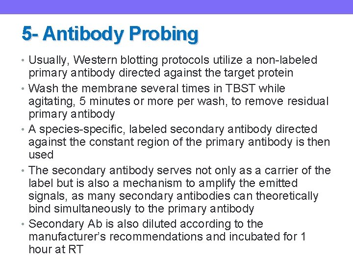 5 - Antibody Probing • Usually, Western blotting protocols utilize a non-labeled primary antibody