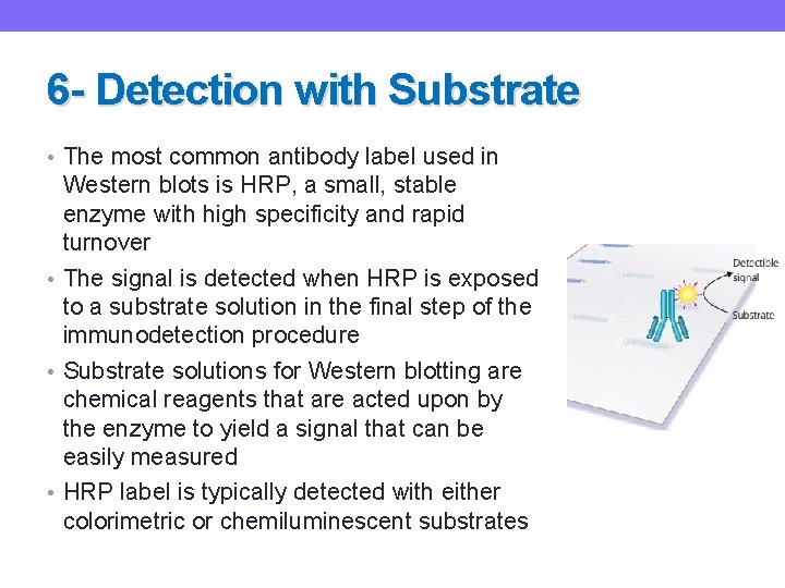 6 - Detection with Substrate • The most common antibody label used in Western