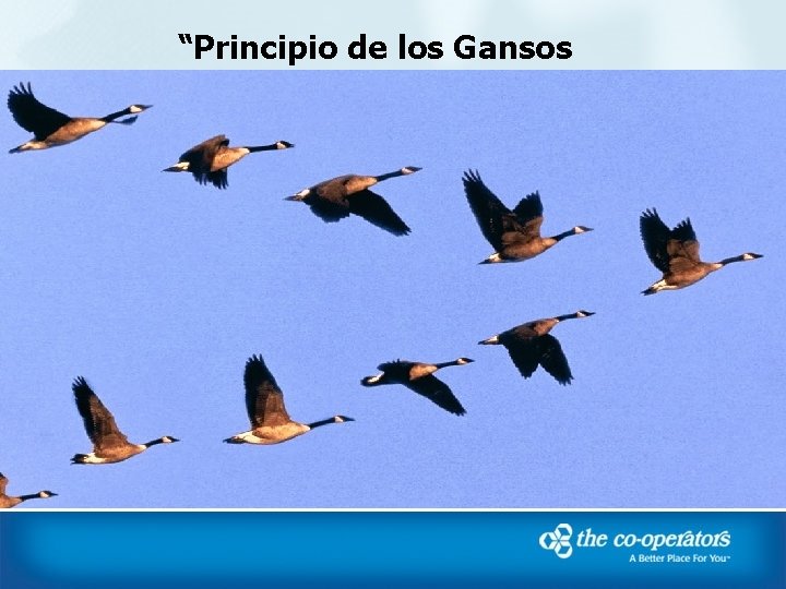 “Principio de los Gansos 