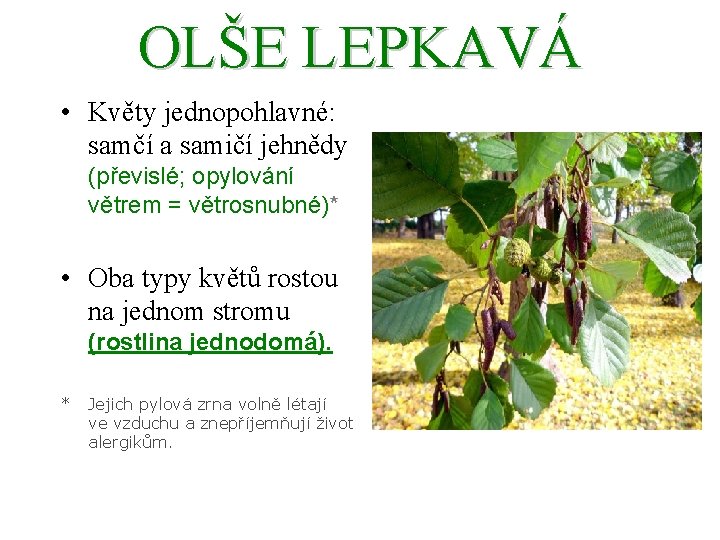 OLŠE LEPKAVÁ • Květy jednopohlavné: samčí a samičí jehnědy (převislé; opylování větrem = větrosnubné)*