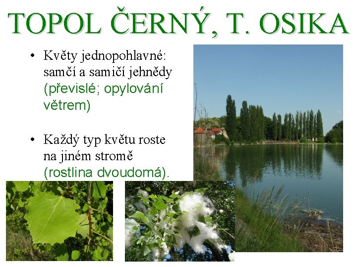 TOPOL ČERNÝ, T. OSIKA • Květy jednopohlavné: samčí a samičí jehnědy (převislé; opylování větrem)