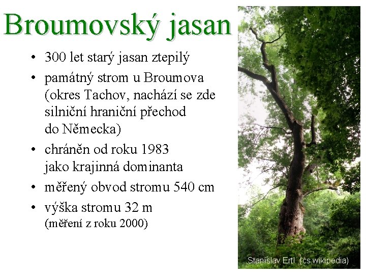 Broumovský jasan • 300 let starý jasan ztepilý • památný strom u Broumova (okres