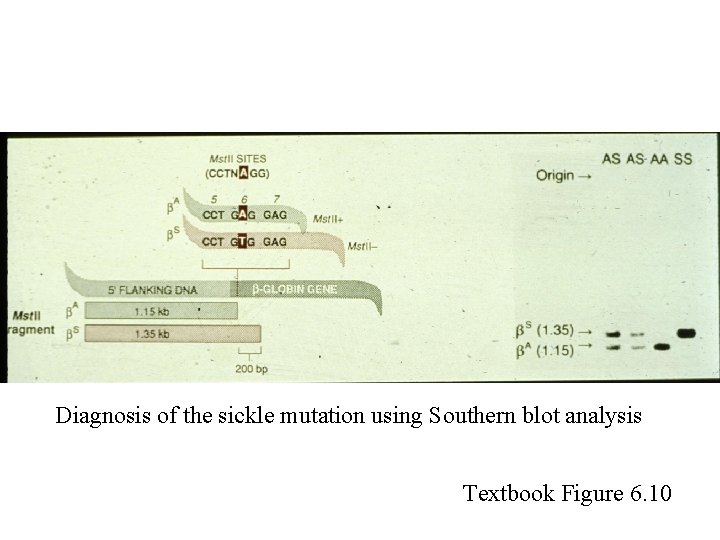 Diagnosis of the sickle mutation using Southern blot analysis Textbook Figure 6. 10 