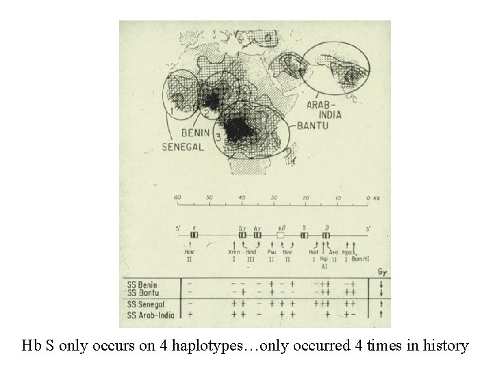 Hb S only occurs on 4 haplotypes…only occurred 4 times in history 