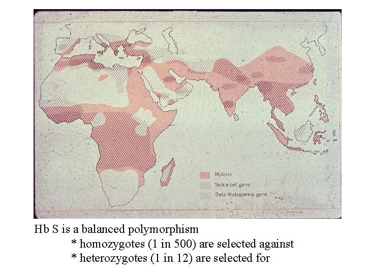 Hb S is a balanced polymorphism * homozygotes (1 in 500) are selected against