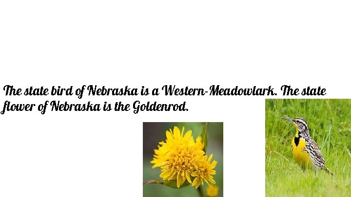 The state bird of Nebraska is a Western-Meadowlark. The state flower of Nebraska is