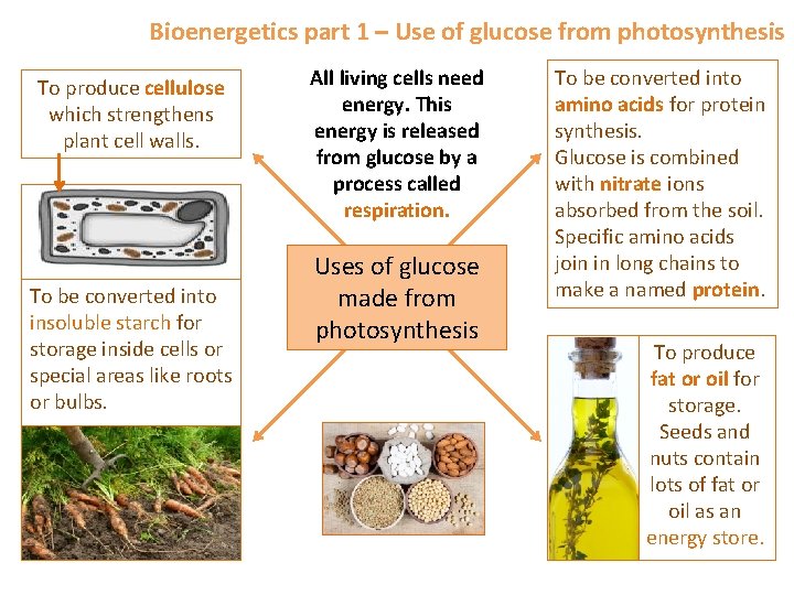 Bioenergetics part 1 – Use of glucose from photosynthesis To produce cellulose which strengthens
