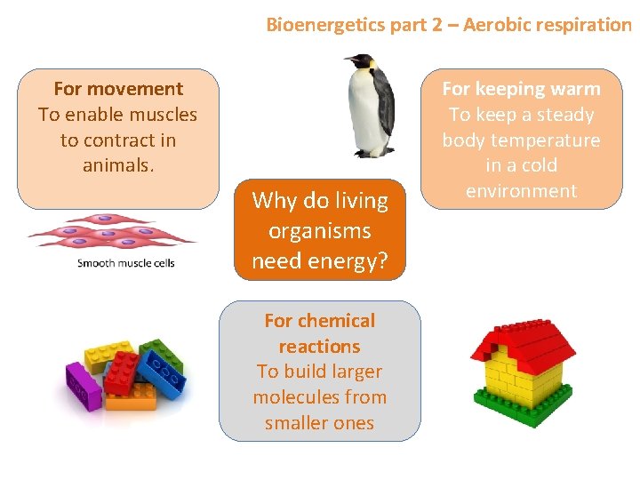 Bioenergetics part 2 – Aerobic respiration For movement To enable muscles to contract in