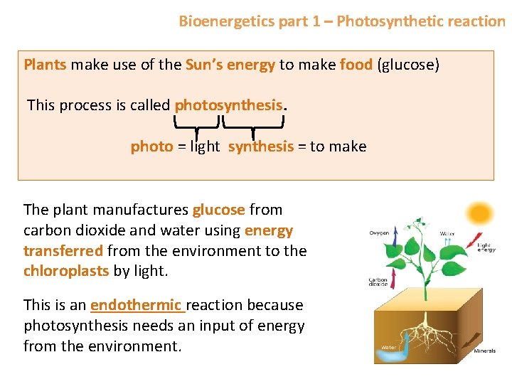 Bioenergetics part 1 – Photosynthetic reaction Plants make use of the Sun’s energy to
