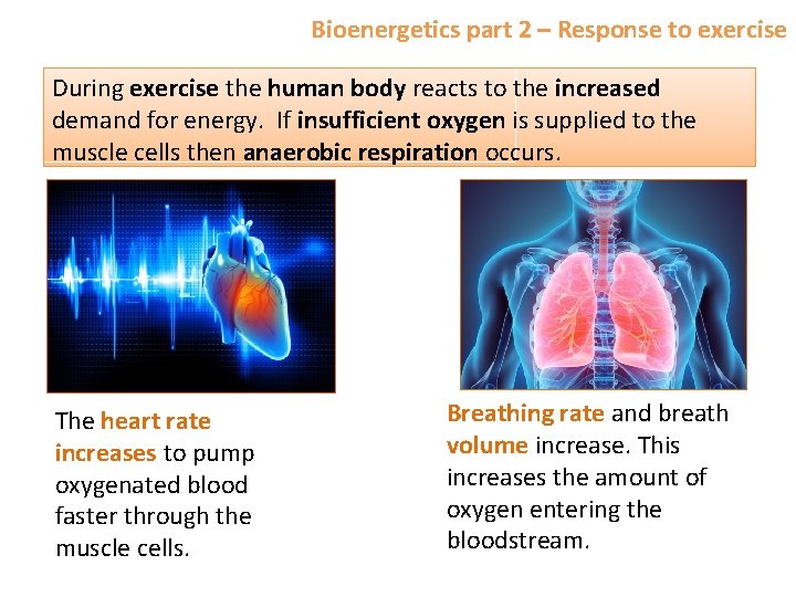 Bioenergetics part 2 – Response to exercise During exercise the human body reacts to
