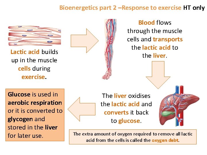 Bioenergetics part 2 –Response to exercise HT only Lactic acid builds up in the