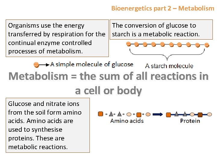 Bioenergetics part 2 – Metabolism Organisms use the energy The conversion of glucose to