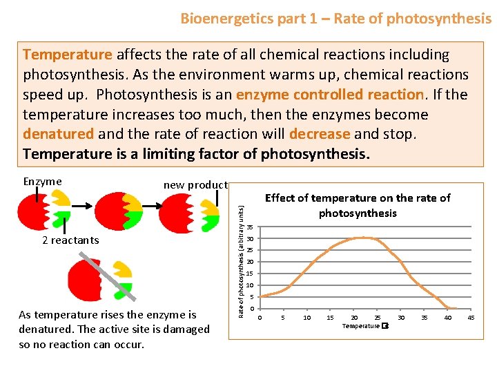 Bioenergetics part 1 – Rate of photosynthesis Temperature affects the rate of all chemical