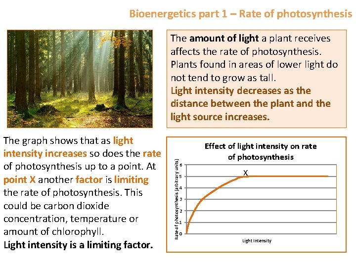 Bioenergetics part 1 – Rate of photosynthesis The graph shows that as light intensity