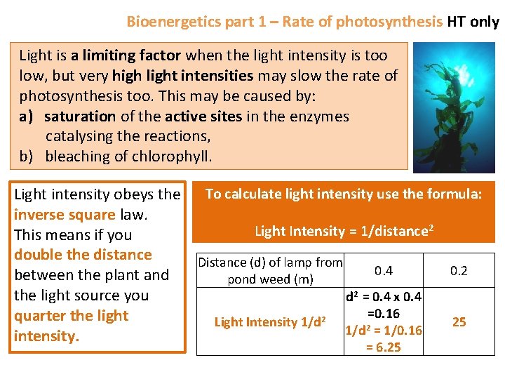 Bioenergetics part 1 – Rate of photosynthesis HT only Light is a limiting factor