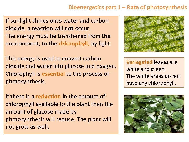 Bioenergetics part 1 – Rate of photosynthesis If sunlight shines onto water and carbon