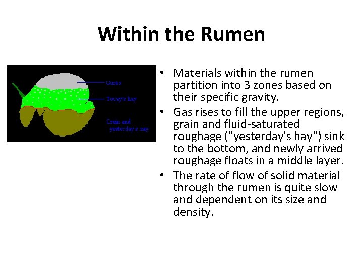 Within the Rumen • Materials within the rumen partition into 3 zones based on