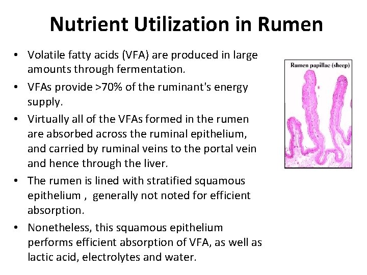 Nutrient Utilization in Rumen • Volatile fatty acids (VFA) are produced in large amounts