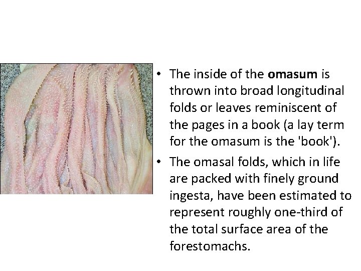  • The inside of the omasum is thrown into broad longitudinal folds or